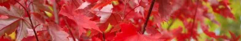 Links Medical Genetics University of Calgary